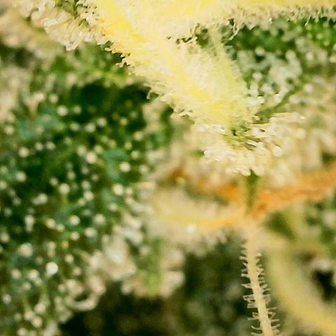 HPC #2 growlog timeline photo