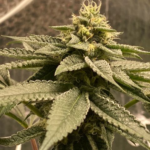 HPC #2 growlog timeline photo