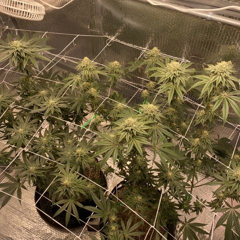 HPC #2 growlog timeline photo