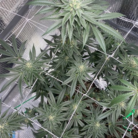 HPC #2 growlog timeline photo