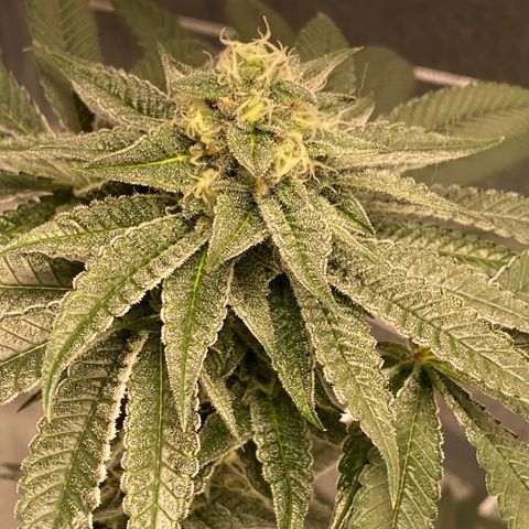 HPC #2 growlog timeline photo