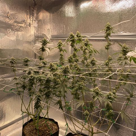 HPC #2 growlog timeline photo