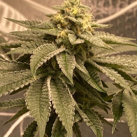 HPC #2 growlog timeline photo