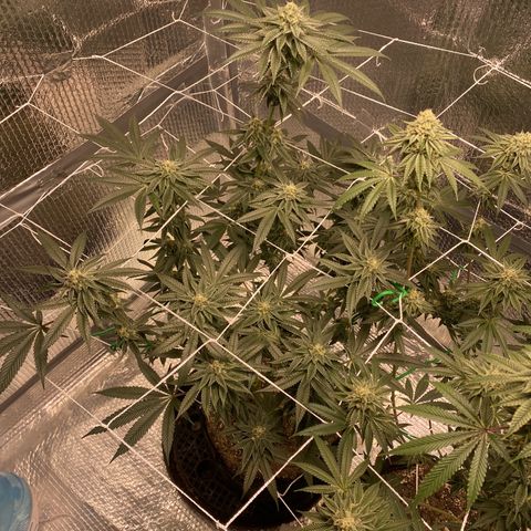HPC #2 growlog timeline photo