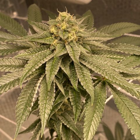 HPC #2 growlog timeline photo