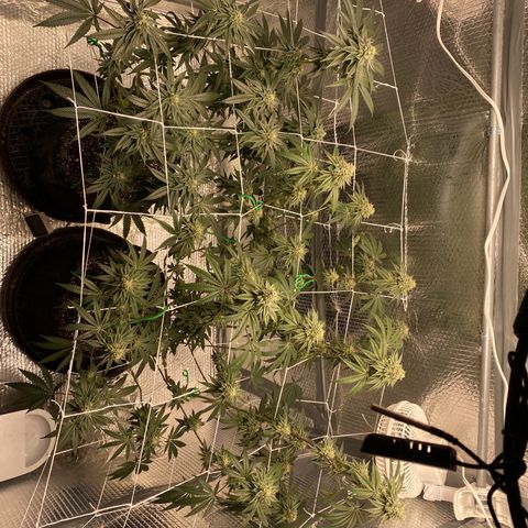 HPC #2 growlog timeline photo