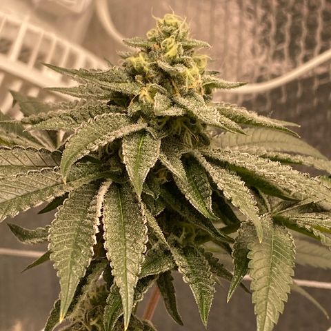 HPC #2 growlog timeline photo