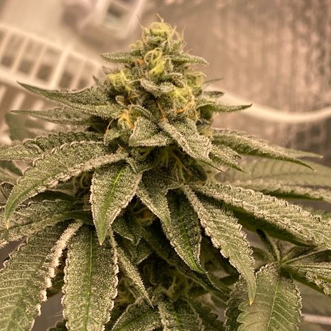 HPC #2 growlog timeline photo