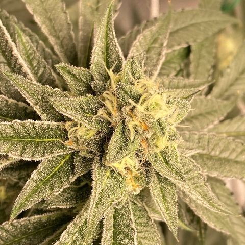 HPC #2 growlog timeline photo