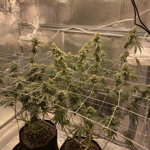 HPC #2 growlog timeline photo
