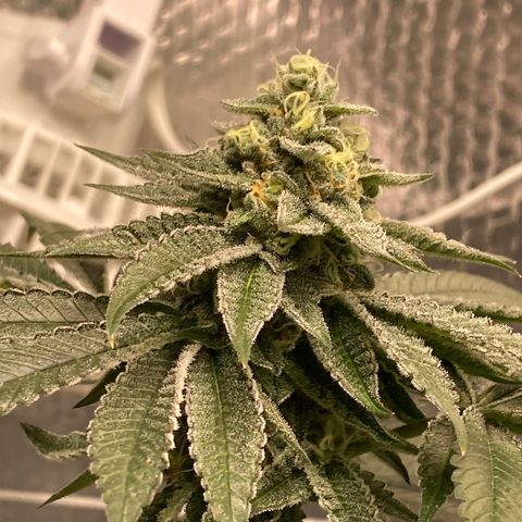 HPC #2 growlog timeline photo