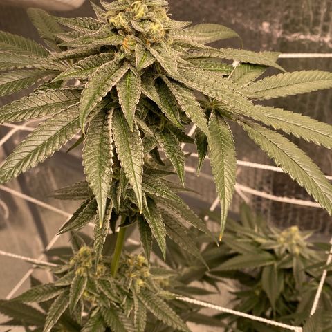 HPC #2 growlog timeline photo