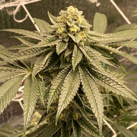 HPC #2 growlog timeline photo
