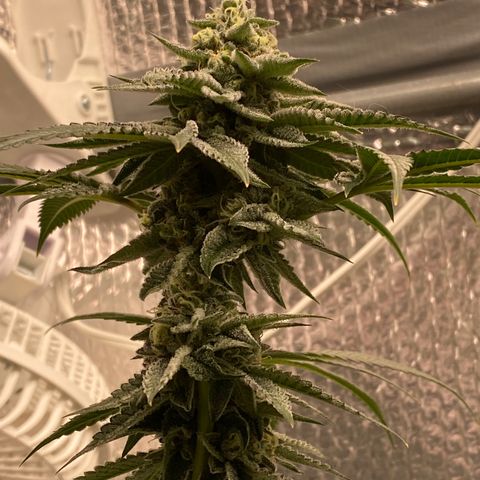 HPC #2 growlog timeline photo