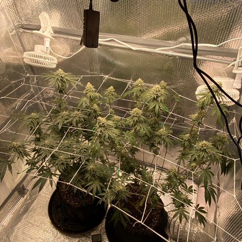 HPC #2 growlog timeline photo