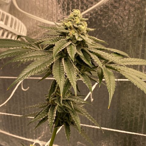 HPC #2 growlog timeline photo