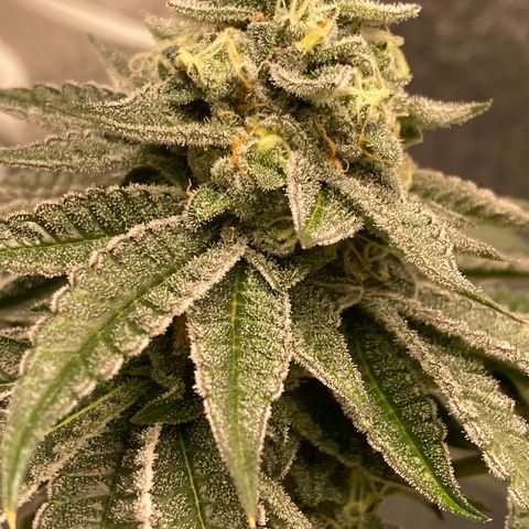 HPC #2 growlog timeline photo
