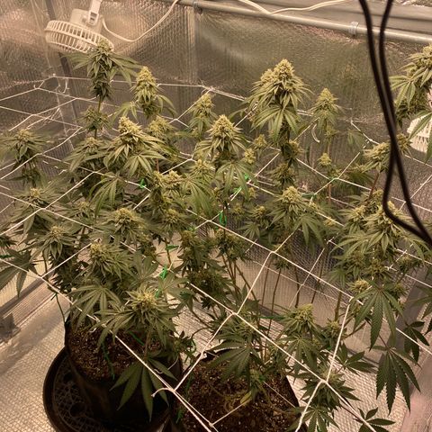 HPC #2 growlog timeline photo