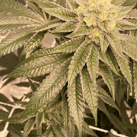 HPC #2 growlog timeline photo