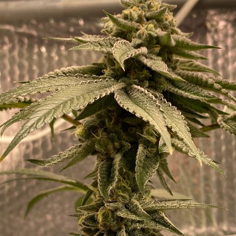 HPC #2 growlog timeline photo