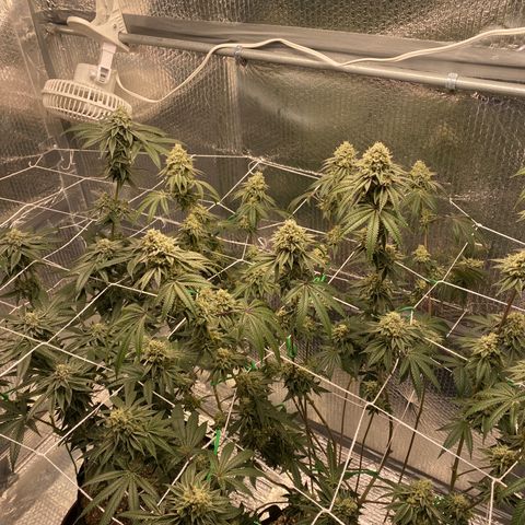 HPC #2 growlog timeline photo