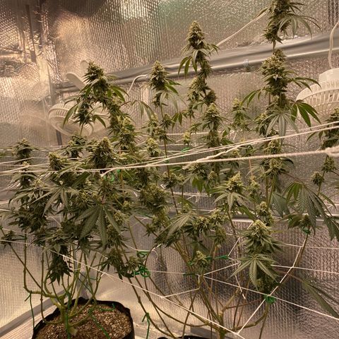 HPC #2 growlog timeline photo