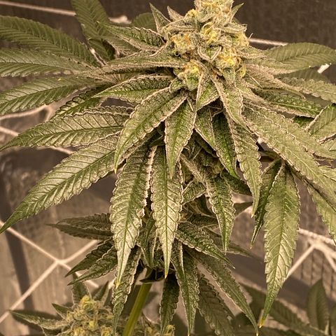 HPC #2 growlog timeline photo