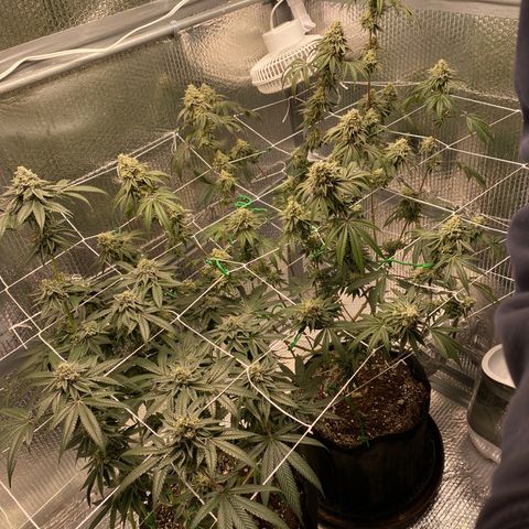 HPC #2 growlog timeline photo