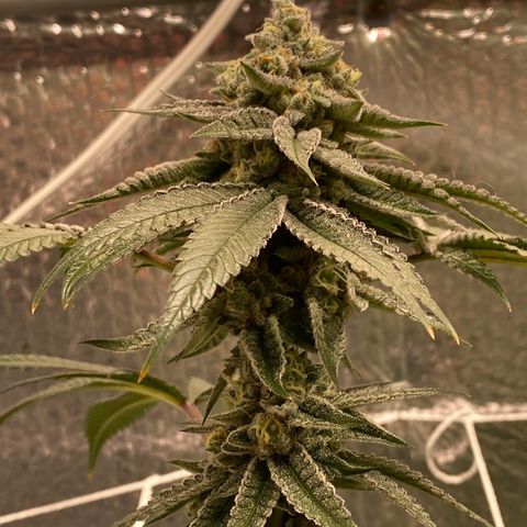 HPC #2 growlog timeline photo