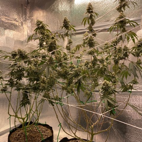 HPC #2 growlog timeline photo