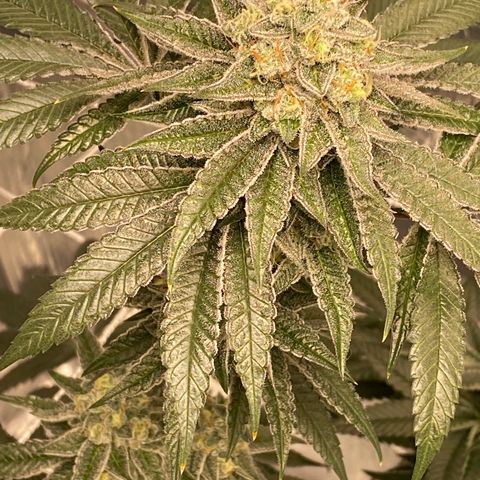 HPC #2 growlog timeline photo