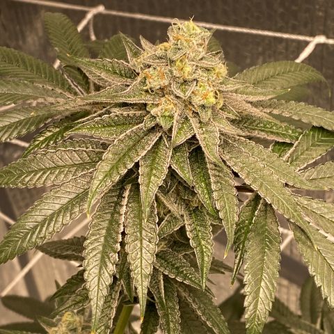 HPC #2 growlog timeline photo