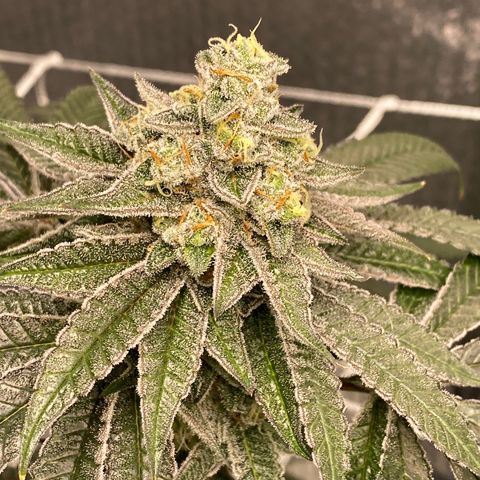 HPC #2 growlog timeline photo