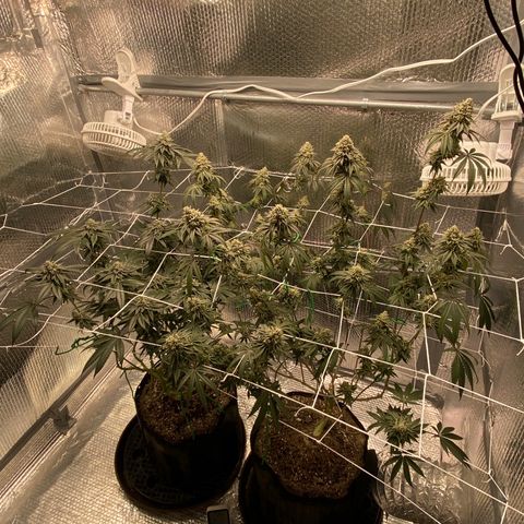 HPC #2 growlog timeline photo