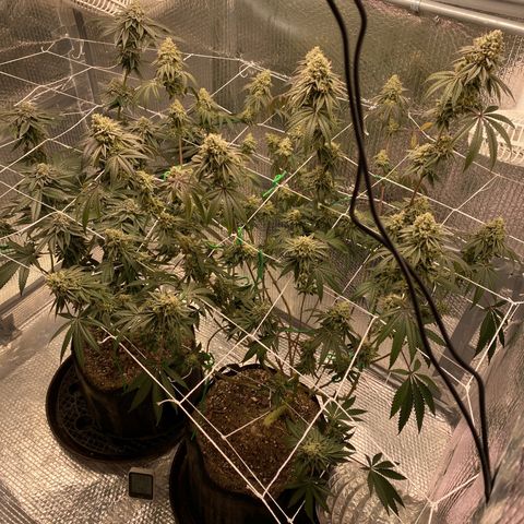 HPC #2 growlog timeline photo