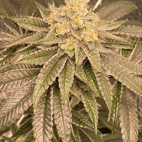 HPC #2 growlog timeline photo