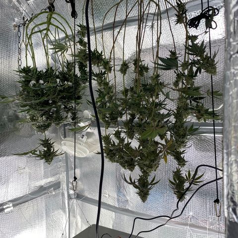 HPC #2 growlog timeline photo