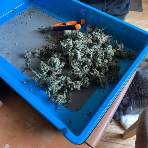 HPC #2 growlog photo: Last bit of trimming.