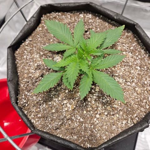 Strawberry Banana  growlog photo: Day 21