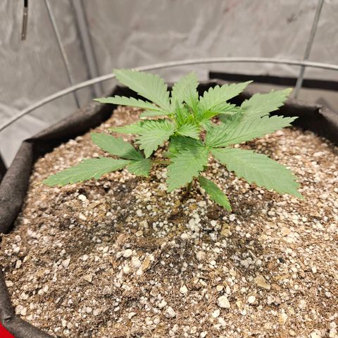 Strawberry Banana  growlog photo: Day 21