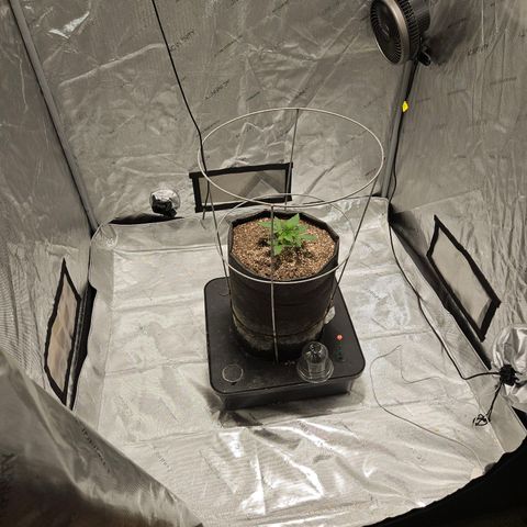 Strawberry Banana  growlog timeline photo