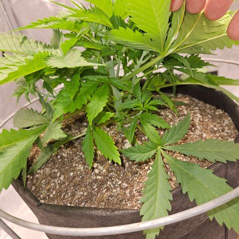 Strawberry Banana  growlog photo: 33 days wet 29 above ground 