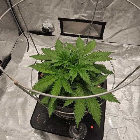 Strawberry Banana  growlog photo: 33 days wet 29 above ground 