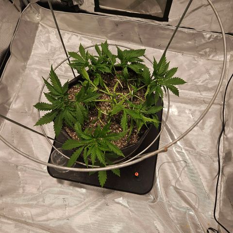 Strawberry Banana  growlog photo: Topped day 36