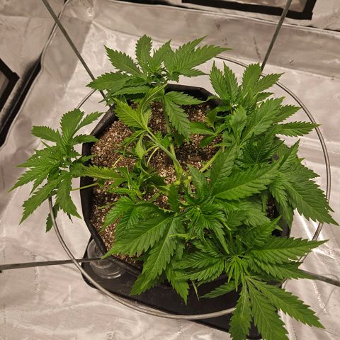 Strawberry Banana  growlog photo: Topped day 36