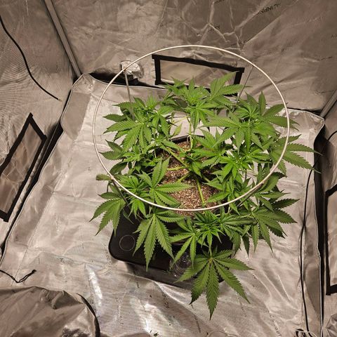 Strawberry Banana  growlog photo: Cleaned up structure.  Before n after 