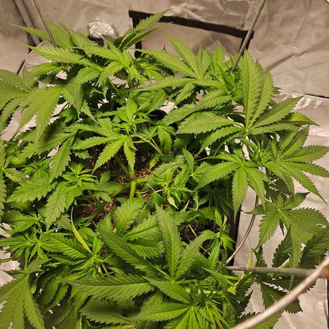 Strawberry Banana  growlog photo: Cleaned up structure.  Before n after 