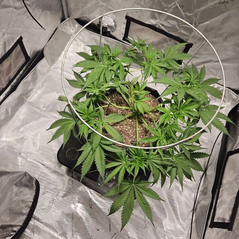 Strawberry Banana  growlog photo: Cleaned up structure.  Before n after 