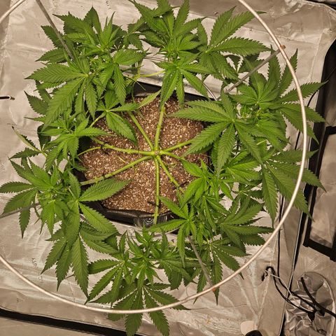 Strawberry Banana  growlog timeline photo