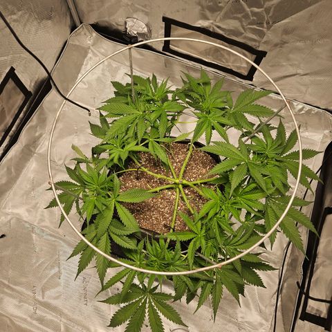 Strawberry Banana  growlog timeline photo